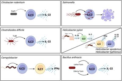 Modulation of innate lymphoid cells by enteric bacterial pathogens